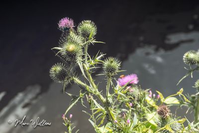g13/96/5271596/3/174599511.b2e2733d.JPEG