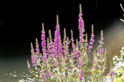 Grote kattenstaart (Lythrum salicaria)