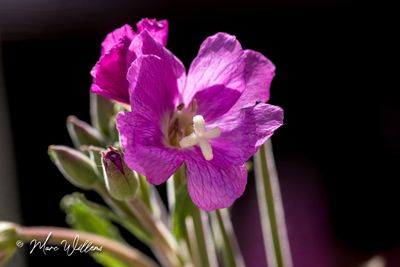 Harig wilgenroosje (Epilobium hirsutum)