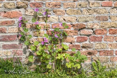 Groot kaasjeskruid (Malva sylvestris)