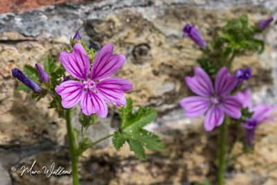 Groot kaasjeskruid (Malva sylvestris)