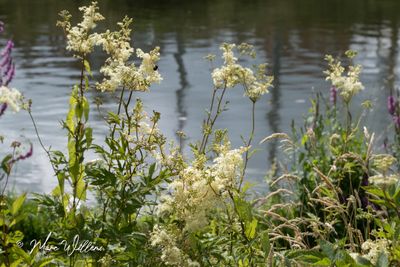 Moerasspirea (Filipendula ulmaria)