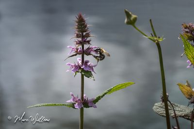 Moerasandoorn (Stachys palustris)