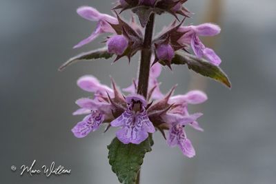 Moerasandoorn (Stachys palustris)