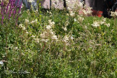 Moerasspirea (Filipendula ulmaria)