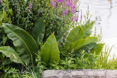 Waterzuring (Rumex hydrolapathum)