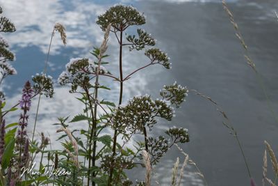 Echte valeriaan (Valeriana officinalis)