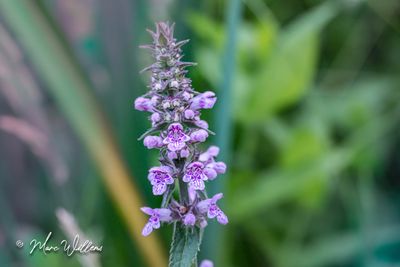 Moerasandoorn (Stachys palustris)