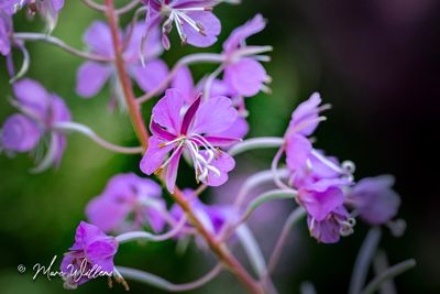 Wilgenroosje (Chamerion angustifolium)