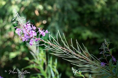 Wilgenroosje (Chamerion angustifolium)
