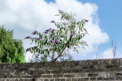 Vlinderstruik (Buddleja davidii)