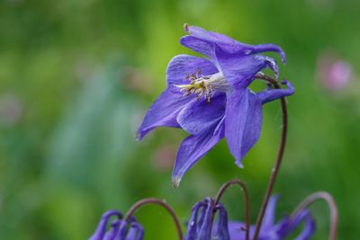 Akelei (Aquilegia vulgaris)