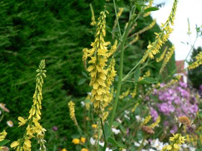 Akkerhoningklaver (Meliotus officinalis)