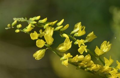 Akkerhoningklaver (Meliotus officinalis)