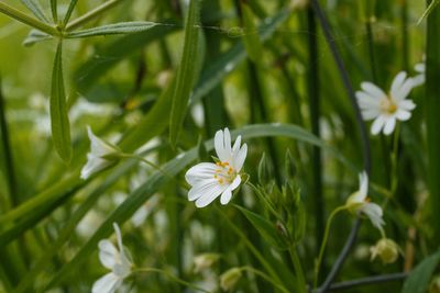 Akkerhoornbloem (Cerastium arvense)