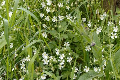 Akkerhoornbloem (Cerastium arvense)