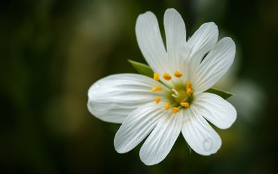 Akkerhoornbloem (Cerastium arvense)