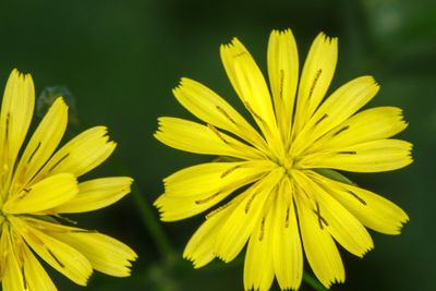 Akkerkool (Lapsana communis)