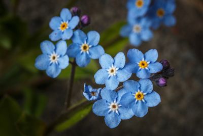 Akkervergeet-mij-nietje (Myosotis arvensis)