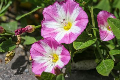Akkerwinde (Convolvulus arvensis)