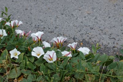 g13/96/5271596/3/174599546.62ffd29e.JPEG