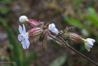 Avondkoekoeksbloem (Silene latifolia subsp. alba)