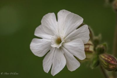 Avondkoekoeksbloem (Silene latifolia subsp. alba)