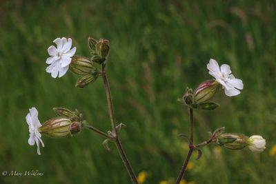 Avondkoekoeksbloem (Silene latifolia subsp. alba)