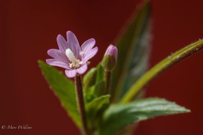 BBasterdwederik spec. (Epilobium)