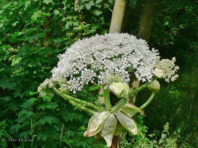 Reuzenberenklauw (Heracleum mantegazzianum)