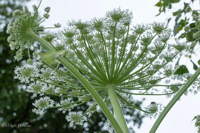 Reuzenberenklauw (Heracleum mantegazzianum)