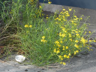 Bezemkruiskruid (Senecio inaequidens)