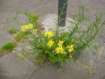 Bezemkruiskruid (Senecio inaequidens)