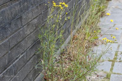 Bezemkruiskruid (Senecio inaequidens)