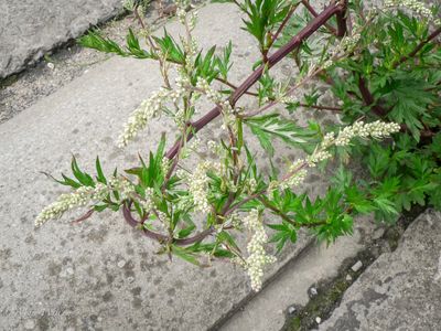 Bijvoet (Artemisia vulgaris)