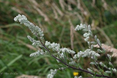 Bijvoet (Artemisia vulgaris)