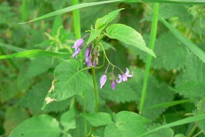 Bitterzoet (Solanum dulcamara)