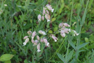 Blaassilene (Silene vulgaris)