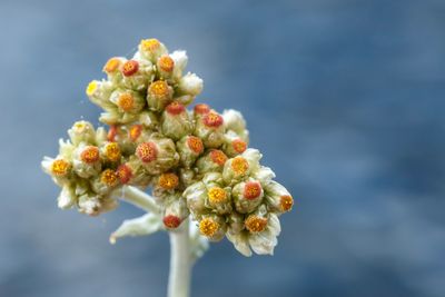 Bleekgele droogbloem (Gnaphalium luteo-album)-bloei