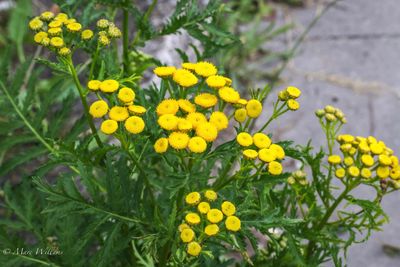 Boerenwormkruid (Tanacetum vulgare, synoniem: Chrysanthemum vulgare)