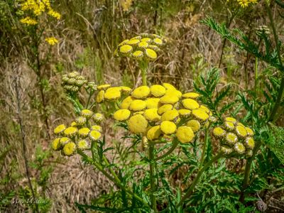 Boerenwormkruid (Tanacetum vulgare, synoniem: Chrysanthemum vulgare)