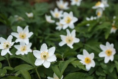 Bosanemoon (Anemone nemorosa)