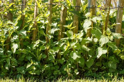 Brandnetel (Urtica dioica)