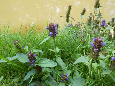 Gewone brunel (Prunella vulgaris)