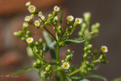 Canadese fijnstraal (Conyza canadensis; synoniem: Erigeron canadensis)
