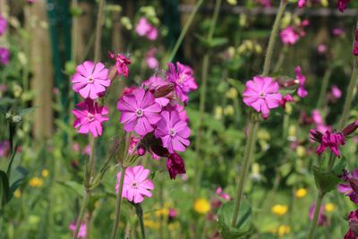 Dagkoekoeksbloem (Silene dioica)
