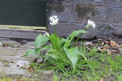 Daslook (Allium ursinum)