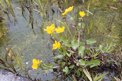 Dotterbloem (Caltha palustris subsp. palustris)