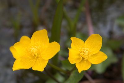 Dotterbloem (Caltha palustris subsp. palustris)