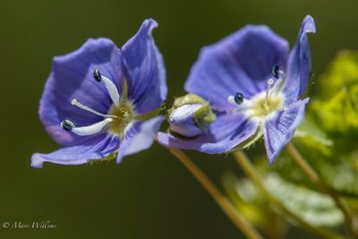 draadereprijs (Veronica filiformis)